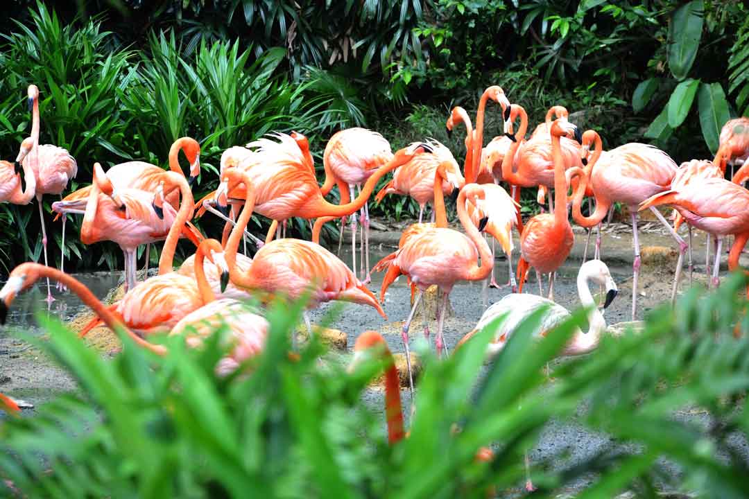 The Rainforest Lumina at Singapore Zoo